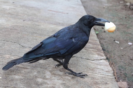 7 Ways to Eat Crow after You Have Kids  @foxywinepocket funny | parenting 