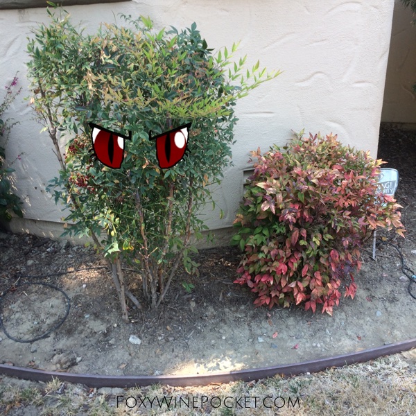 Those red berries were like beady little eyes just glaring at me. I totally flipped off the bush before killing it.